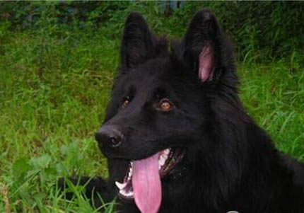 冰島牧羊犬眼睛炎癥鼓包