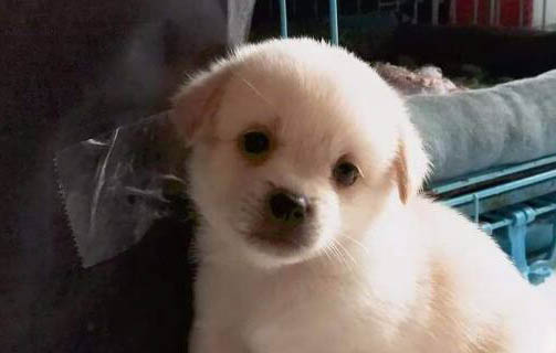 狗狗聞酒精有沒有傷害