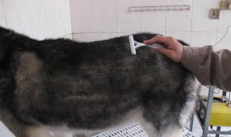 哈士奇幼犬一天拉幾次