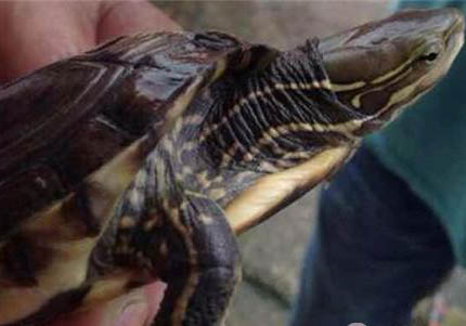 安布閉殼龜好養嗎