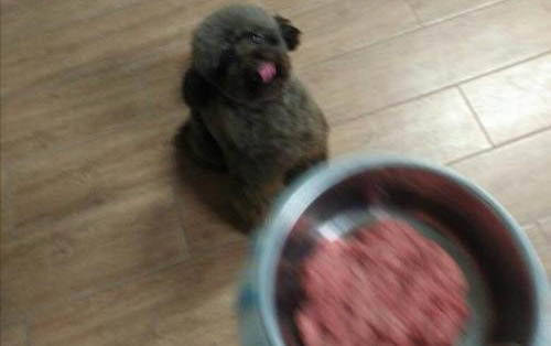 泰迪拉血便的原因及處理方法