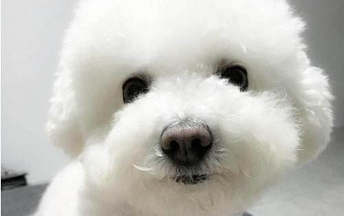 狗有黑色眼屎是咋回事