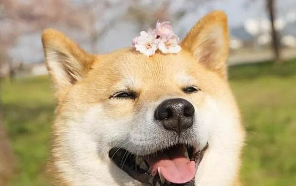 狗狗四腳朝天扭動的原因及處理方法