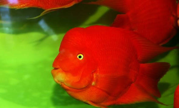 血鸚鵡魚變白了怎么辦