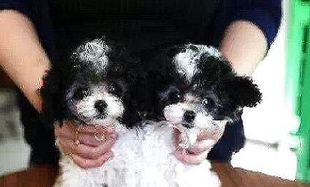 貴賓幼犬一天吃多少狗糧