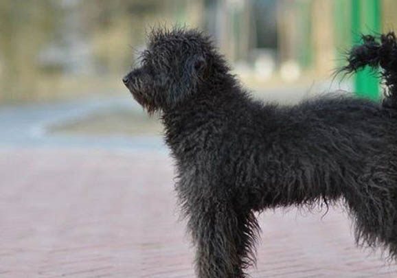 波利犬眼睛有眼屎的原因及處理方法