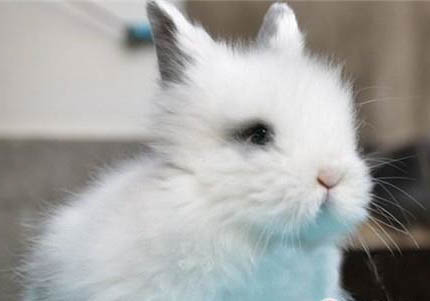 山東獅子貓的缺點