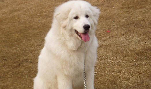 兩個(gè)月的比熊狗怎么喂養(yǎng)