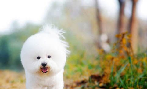 怎么給比熊犬剪毛發