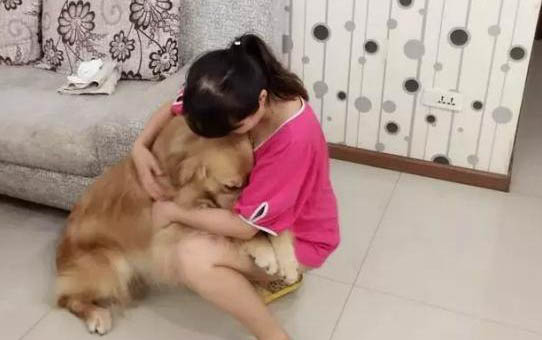 夏天金毛狗狗能承受多少度?