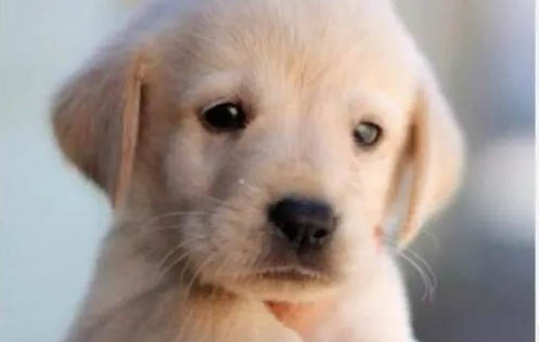 五黑神犬多少錢