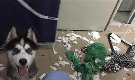 如何培養狗狗大小便