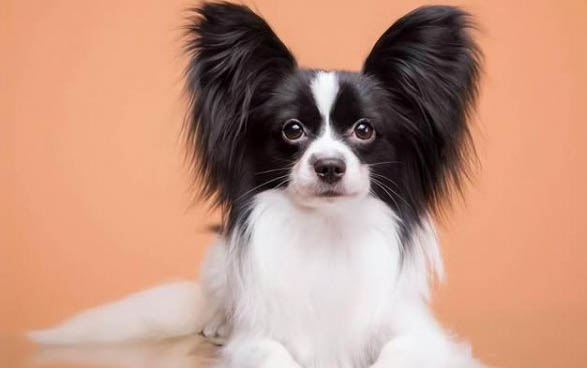 馬爾濟斯和約克夏哪個好