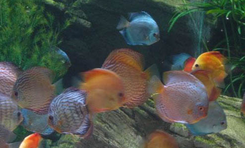 神仙魚能活多久