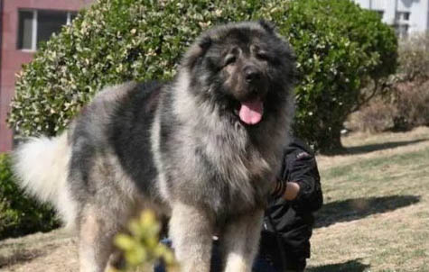 狗狗能吃糯米粽子嗎