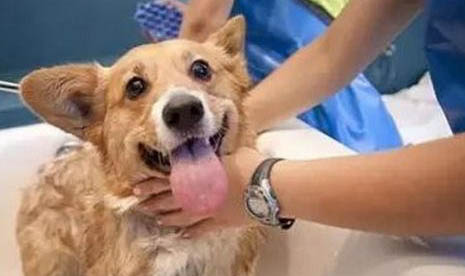 犬瘟要多久恢復(fù)？