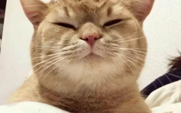 貓能吃芒果嗎為什么
