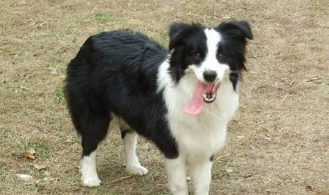哪里有賣邊境牧羊犬