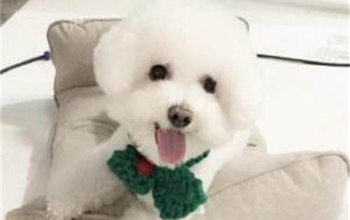 博洛尼亞比熊犬吃多了吐了怎么辦