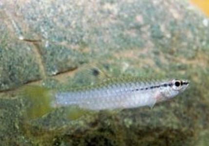 孔雀魚拉黑粑粑多久下小魚