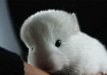 挑選純白龍貓的注意事項