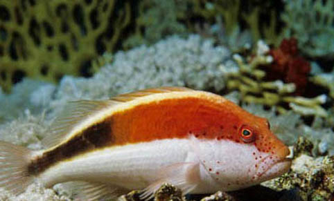藍龍魚能活多久