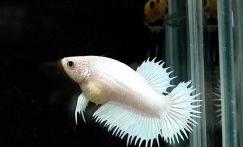 常見的冷水觀賞魚有哪些