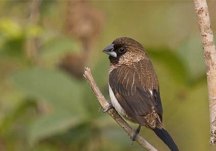 文鳥換毛期注意事項