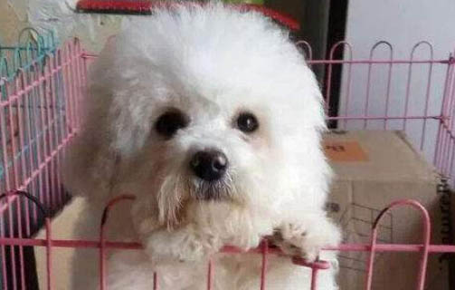 狗狗肚子受涼會嘔吐嗎