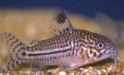 魚沉底不動是不是快要死了