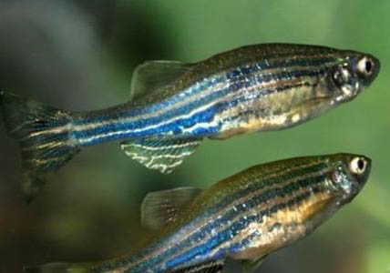 斑馬魚可以和孔雀魚一起養嗎?