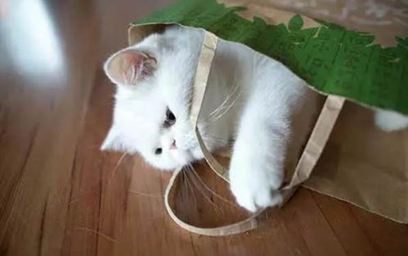 小貓尿道感染多久能好