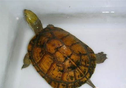 哪些半水龜好養