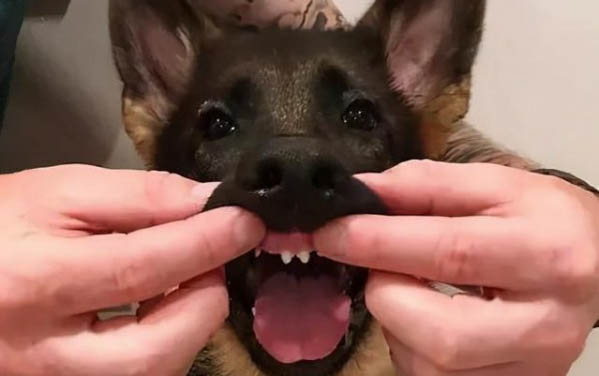 狗狗驅蟲多久才能洗澡