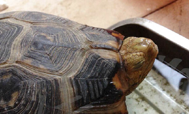 赫曼陸龜可以活多久