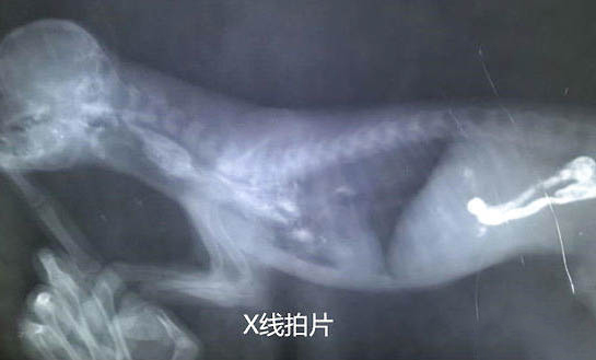比熊和博美哪個好養活