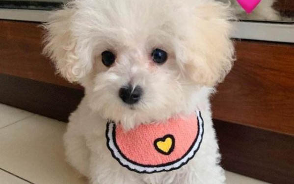 狗狗出現什么癥狀說明要生了