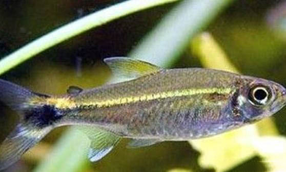 冬天釣魚用什么魚漂