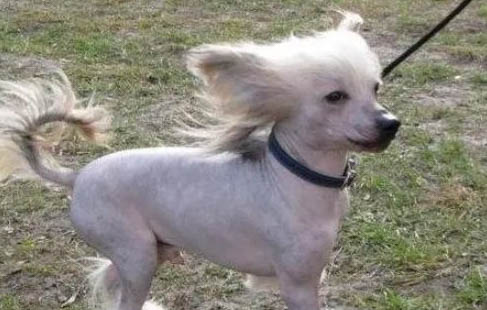 冠毛犬來自哪個國家