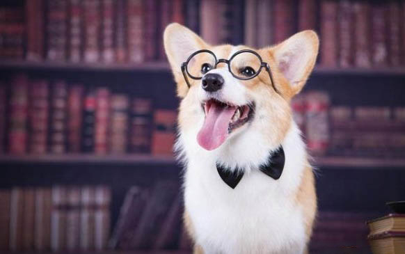 狗狗可以吃人的感冒藥嗎?
