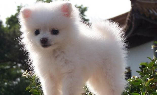 英系博美犬價格