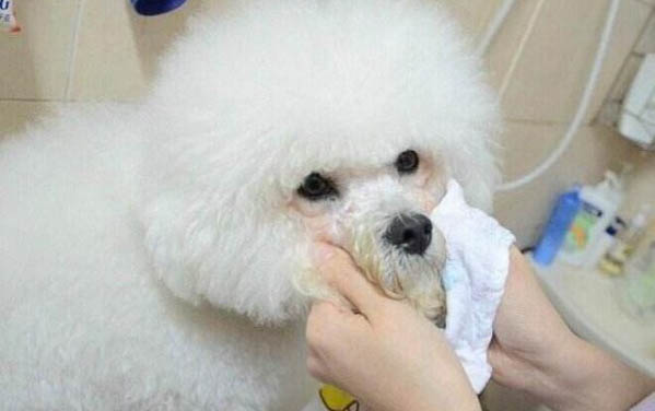 去除狗尿騷味的辦法有哪些