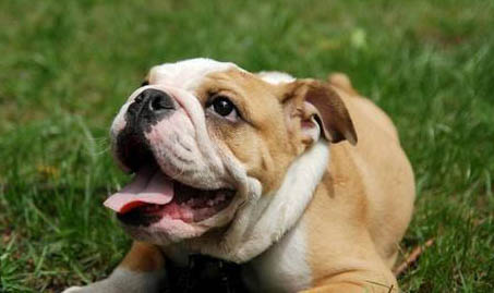 沙皮犬多少錢一只