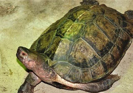 養亞洲巨龜犯法嗎