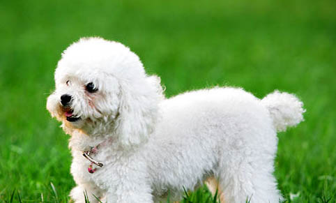 十歲以上的貴賓犬還能活多久?