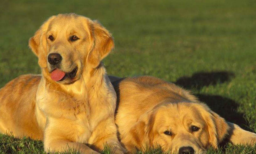 大型犬都有哪些品種？