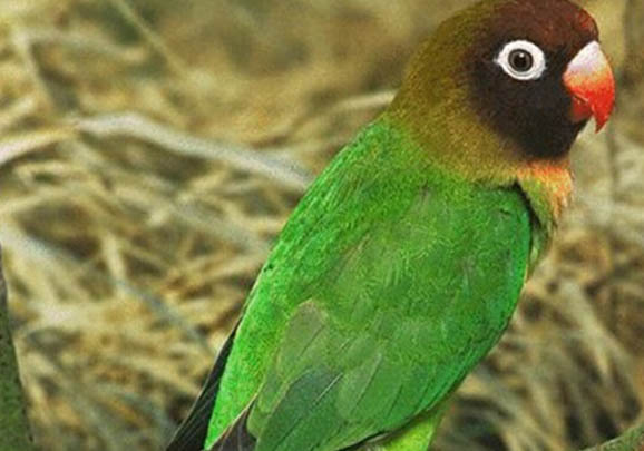 怎樣判斷鸚鵡身上有蟲子