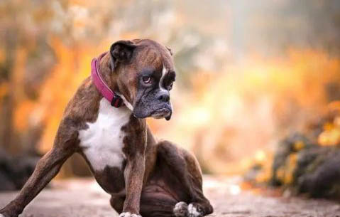 拳師犬和羅威納哪個好