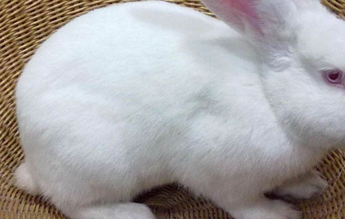 兔子養了幾天就死了是什么原因