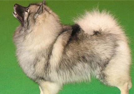 荷蘭毛獅犬半夜突然叫的原因及處理方法